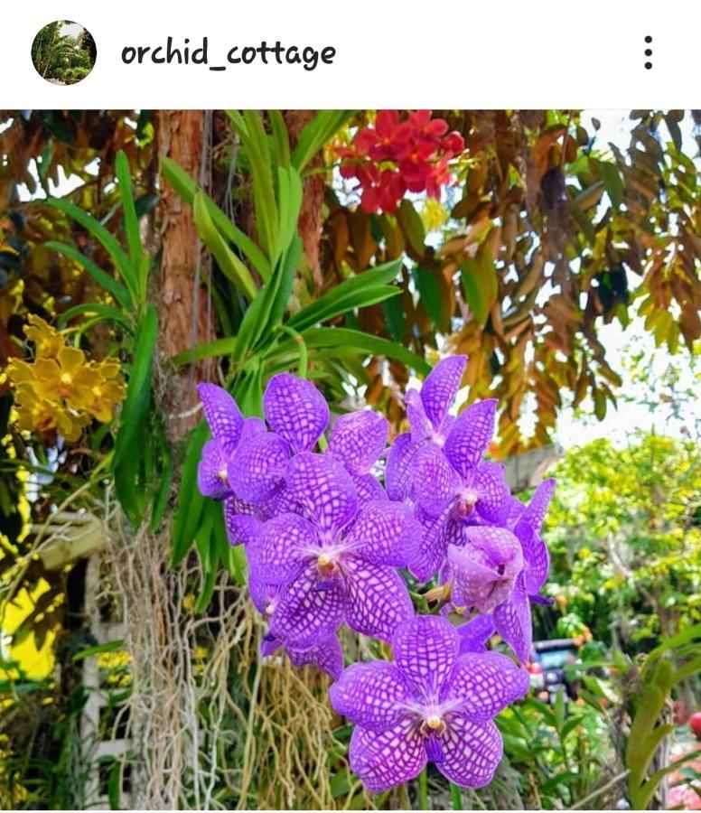 Orchid Cottage Kingston Ngoại thất bức ảnh