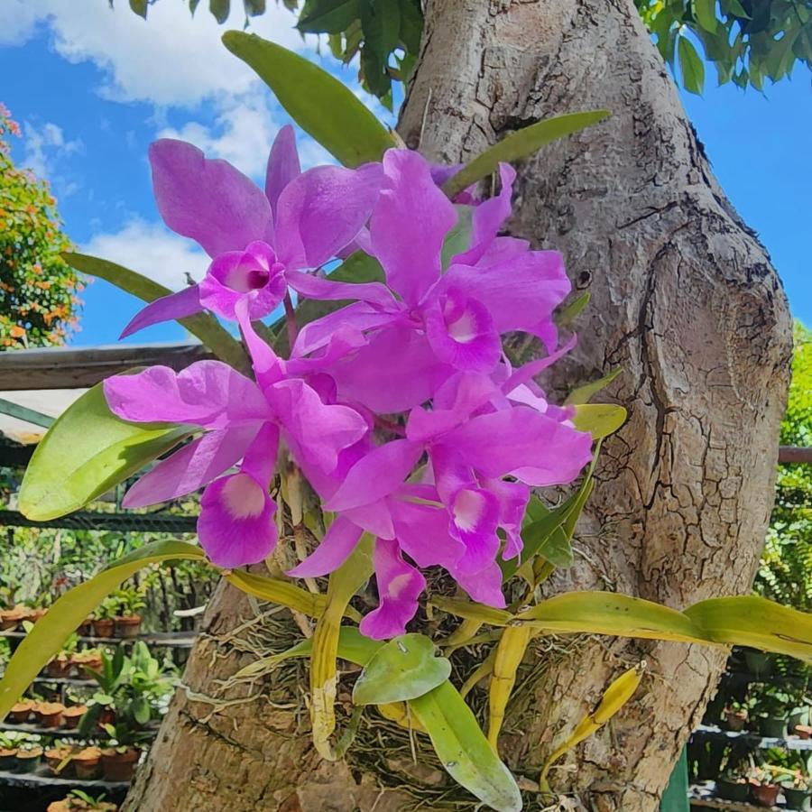 Orchid Cottage Kingston Ngoại thất bức ảnh