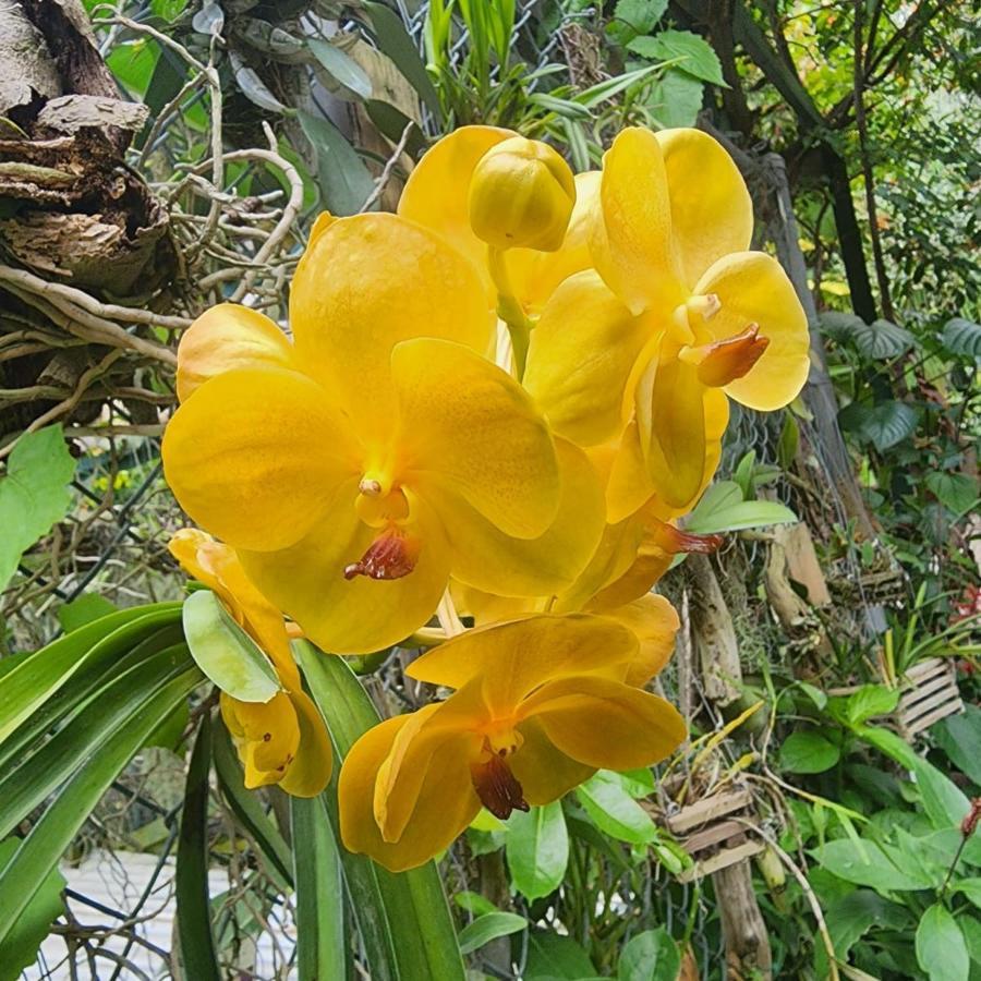 Orchid Cottage Kingston Ngoại thất bức ảnh