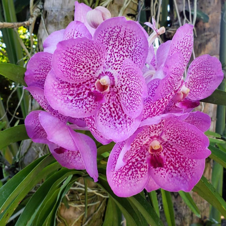 Orchid Cottage Kingston Ngoại thất bức ảnh