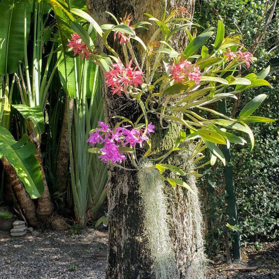 Orchid Cottage Kingston Ngoại thất bức ảnh
