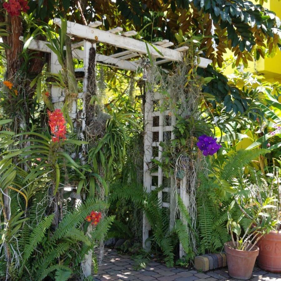 Orchid Cottage Kingston Ngoại thất bức ảnh